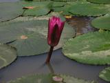Belega naturo de Vjetnamio. Floras lotuso.